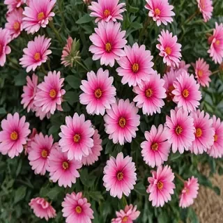 flower pictures