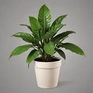house plant png