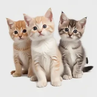 kittens transparent background