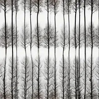 trees transparent