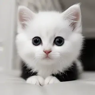 cute black and white