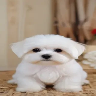maltese dog breed