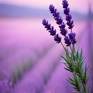 lavender iphone wallpaper