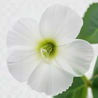 transparent white flower