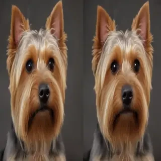 silky terrier