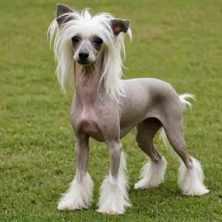 chinese crested