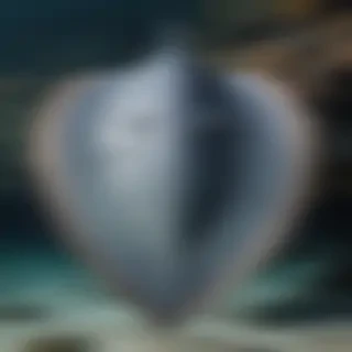 stingray png