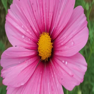 cosmos flower