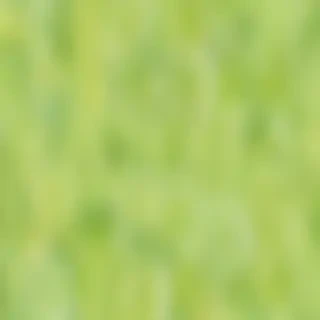 lime green background