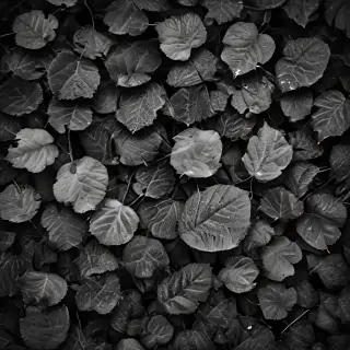 leaves black and white