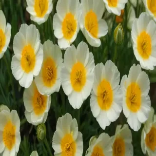 buttercup flower