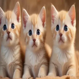 kittens background