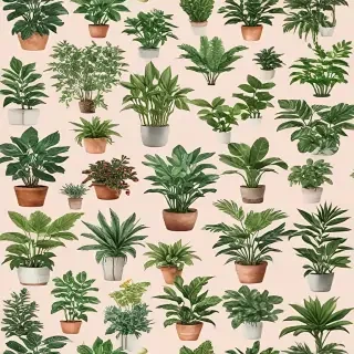 plants no background