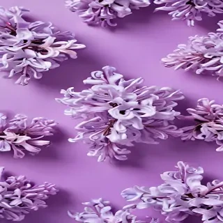 lilac background