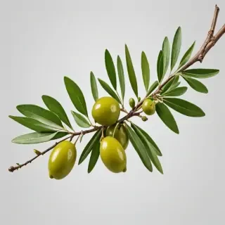 olive branch png