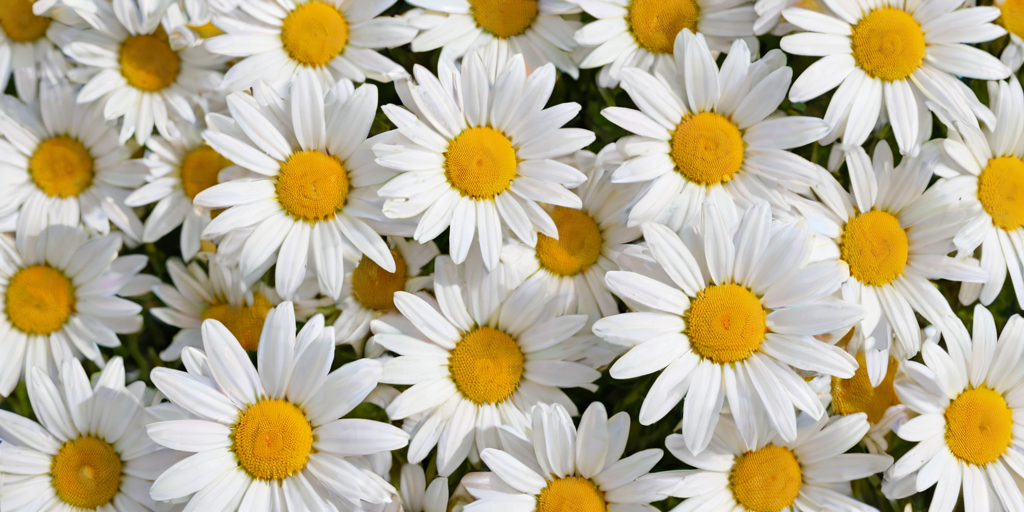 daisy desktop wallpaper
