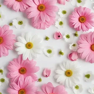 flowers white background