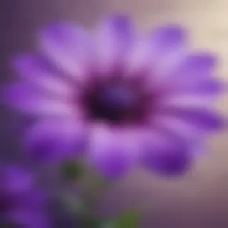 purple flower iphone wallpaper