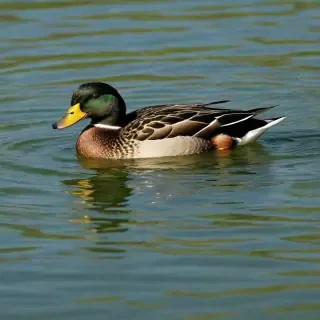 duck wallpaper