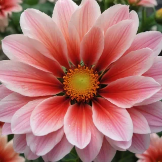 flower computer wallpaper