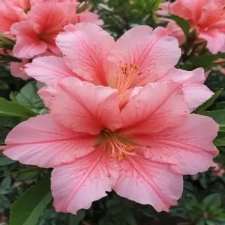 azalea flower