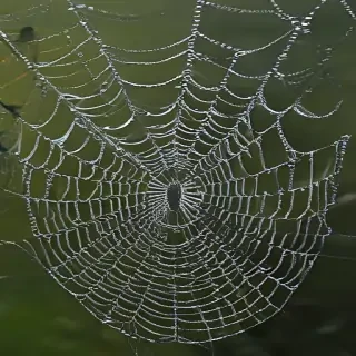 spiderweb