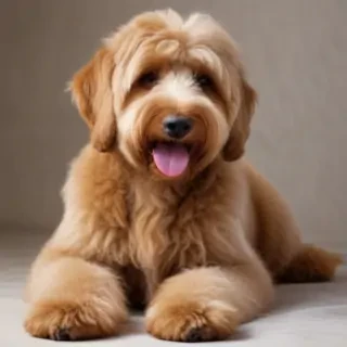 australian labradoodle