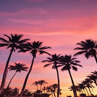 palm trees background