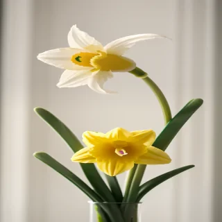 daffodil flower
