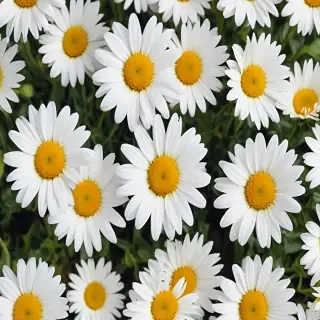 daisy background