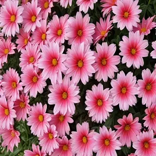 full screen flower wallpaper hd