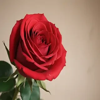 red rose.png