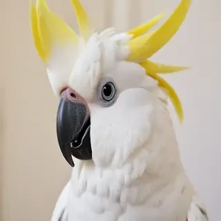 cockatoo