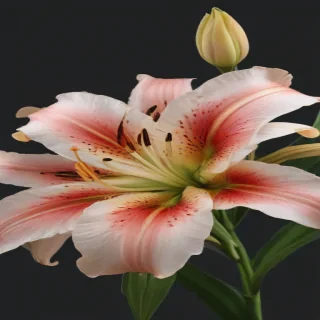 lily flower png