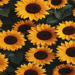 sunflower backgrounds aesthetic