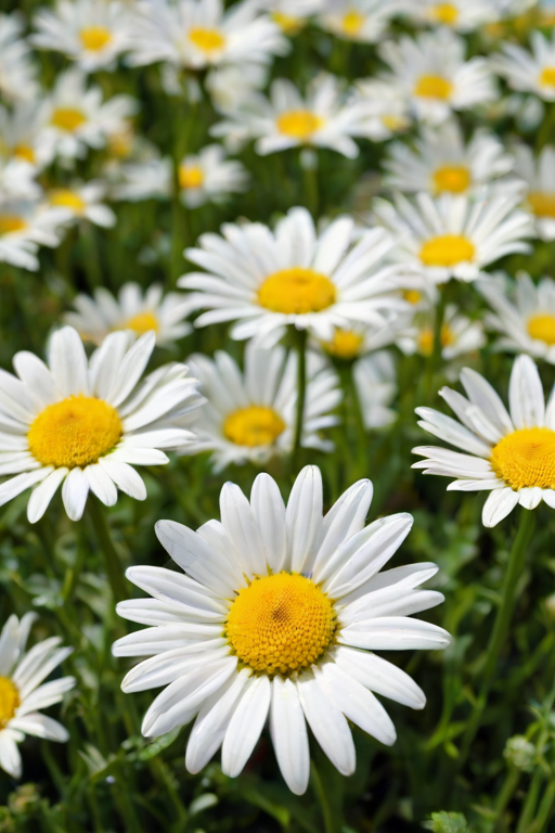 daisy flower wallpaper