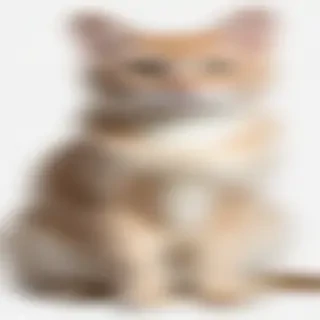 transparent cat clipart