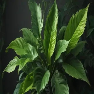 plant phone wallpaper