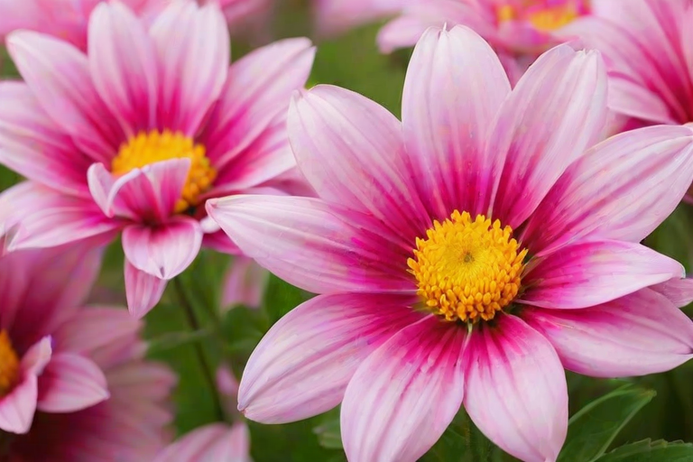 full screen flower wallpaper hd