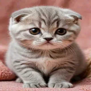 scottish fold breed