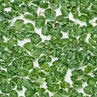 green on white background
