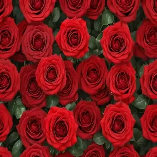 red rose background