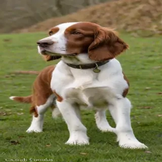 welsh springer spaniel