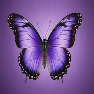 butterfly purple background
