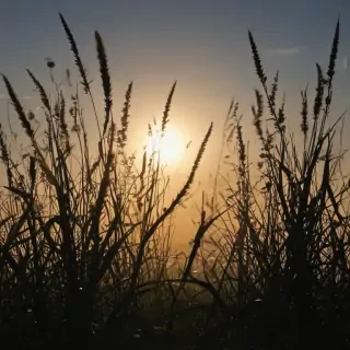 grass silhouette