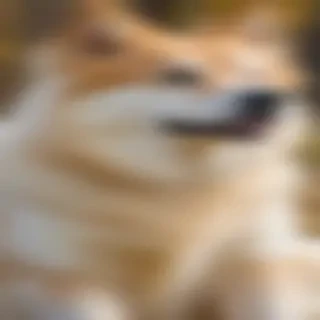 akitamatian dog breed