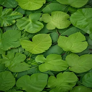 leaf backgrounds