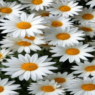 daisies png