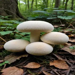 puffball mushroom