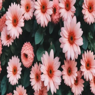 cute aesthetic wallpapers flowers